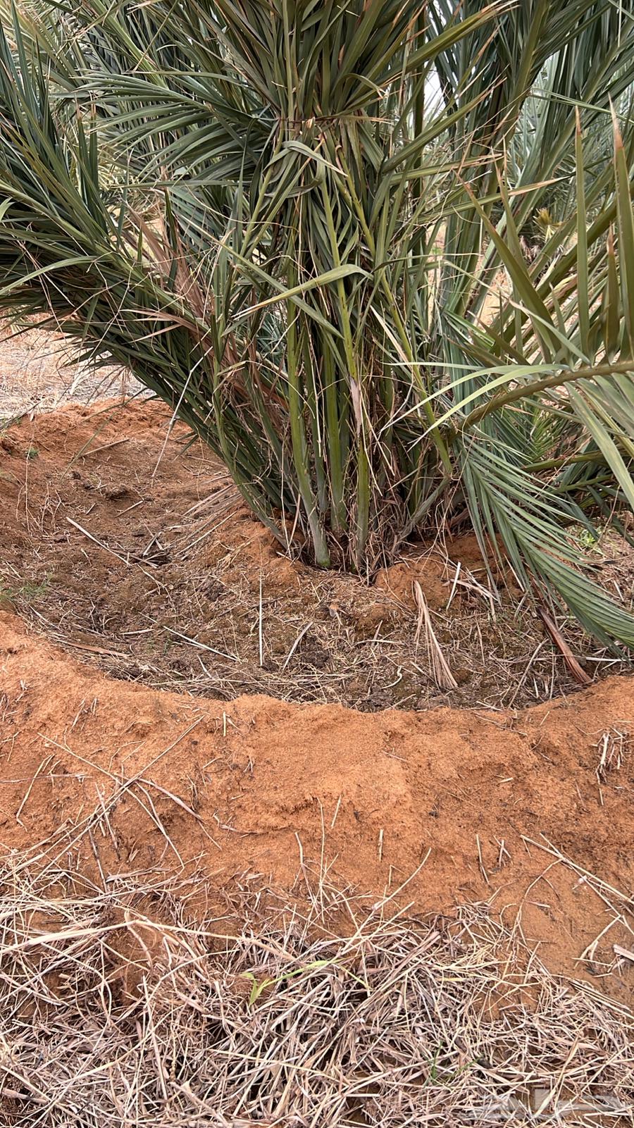 Date palms for sale, braided63820266786051114