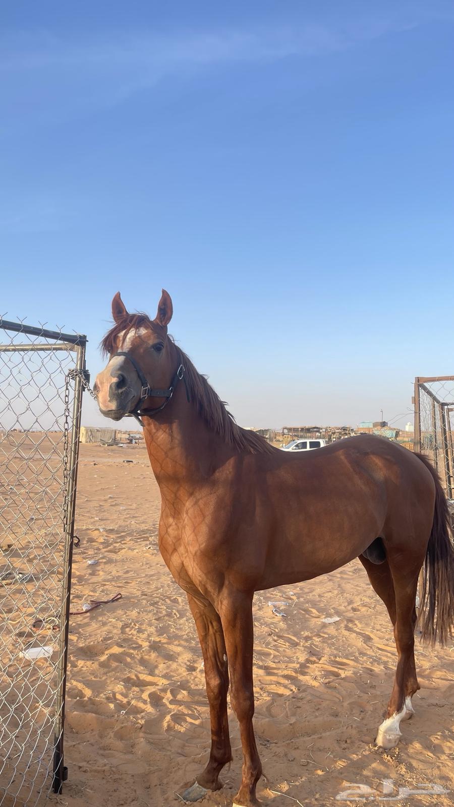 Popular Horse63925836264578111