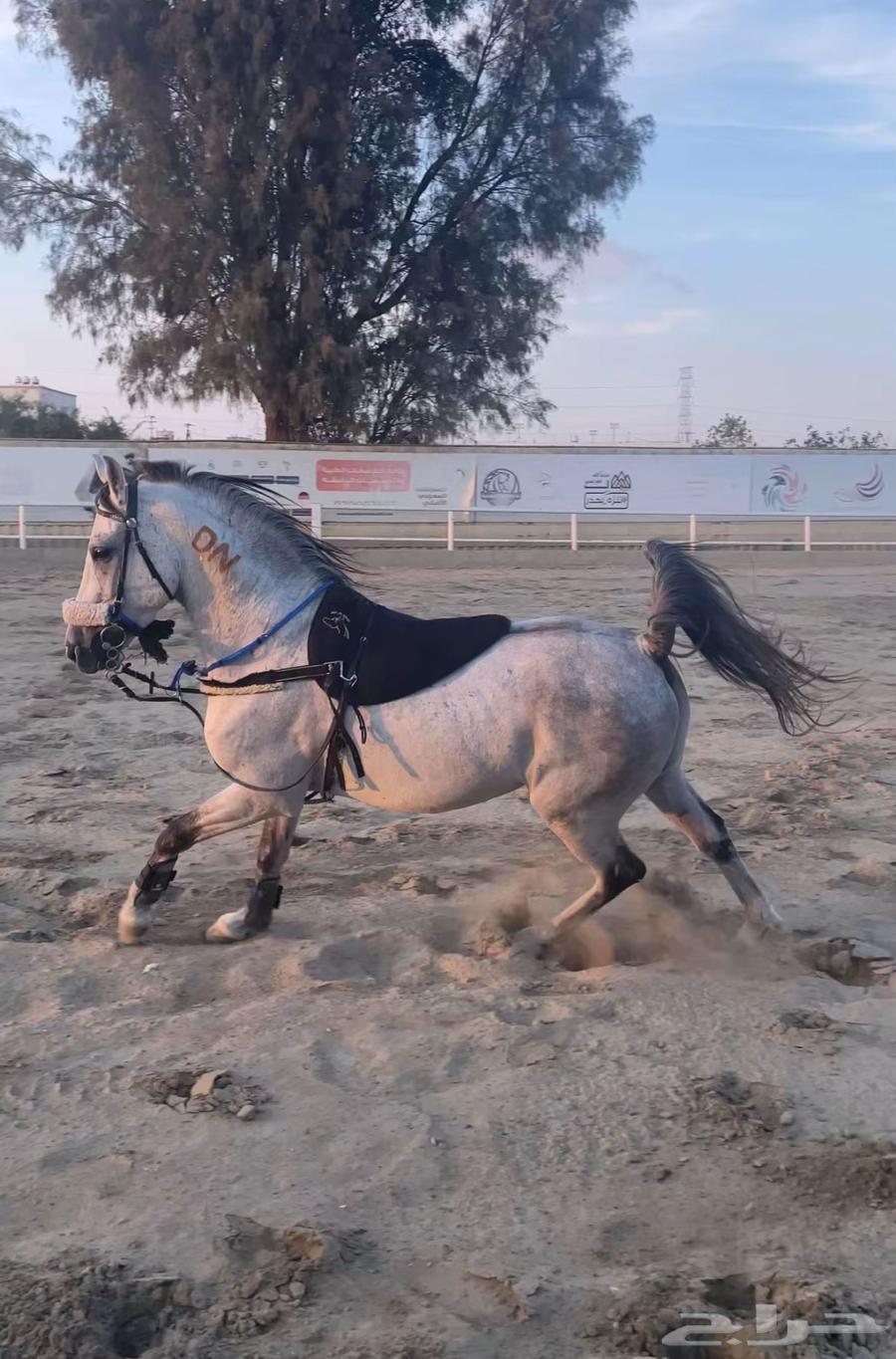 Jaziri Horse63824564026369111