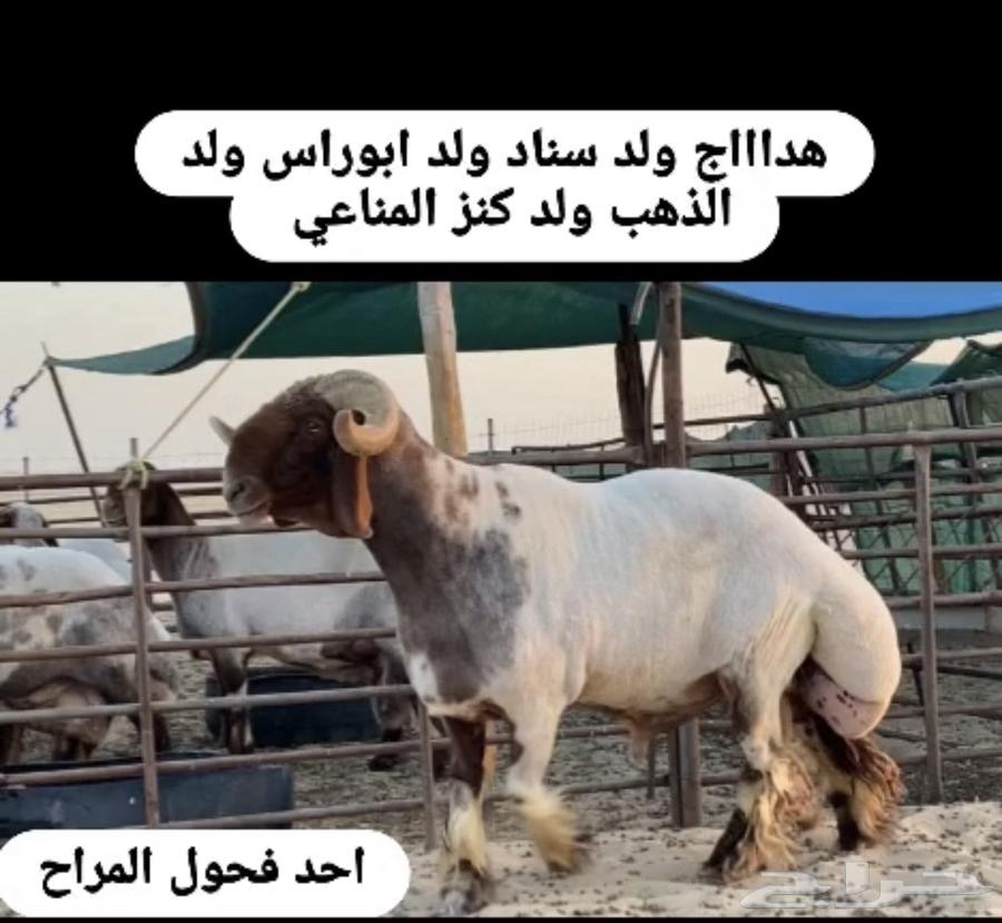 طلي نعيم صنف فاخر فاخر63814639276801113