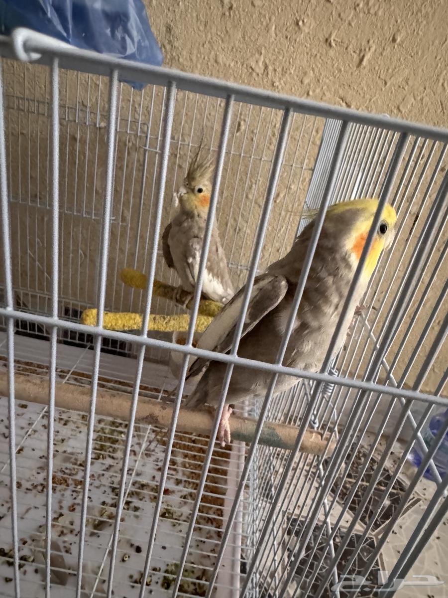 Ornamental birds63619060781954111