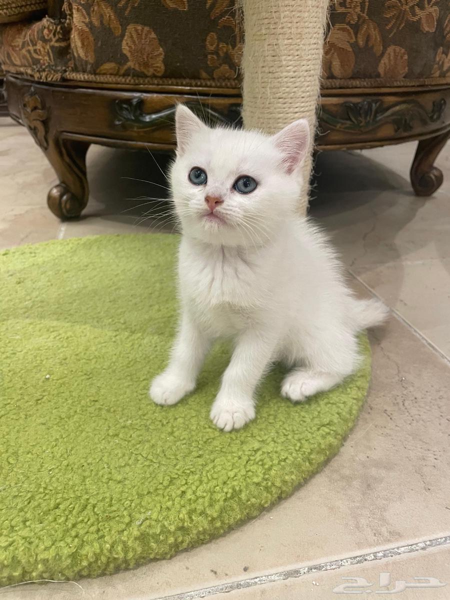 كيتن بيور بريتش للبيع63399762244226113