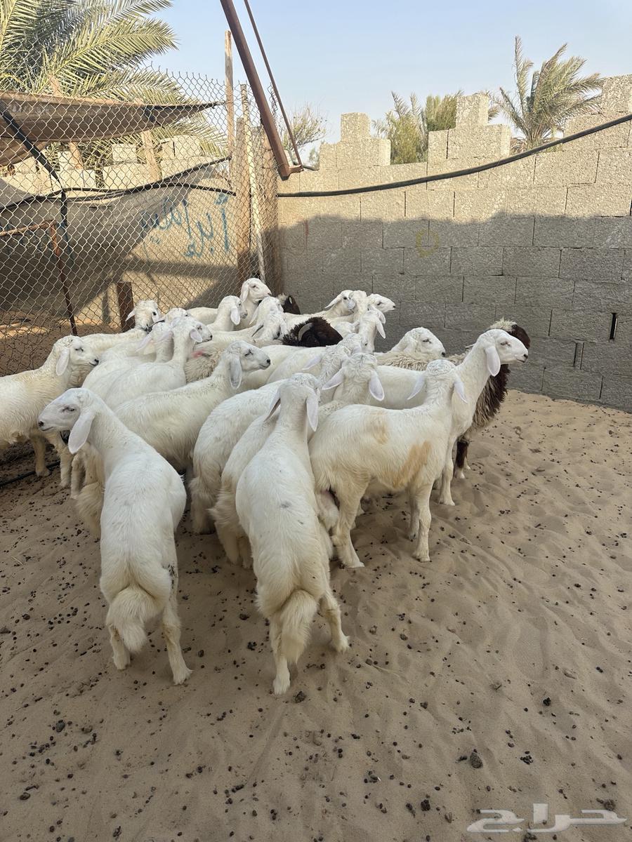 Free-range lamb (free-range sheep) in Dammam with delivery available63823867240194111