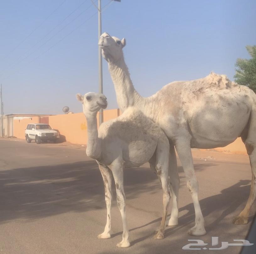 عشراء ثنيه معها بكره تم البيع63719405269635114