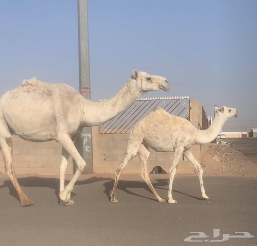 عشراء ثنيه معها بكره تم البيع63719405269635110