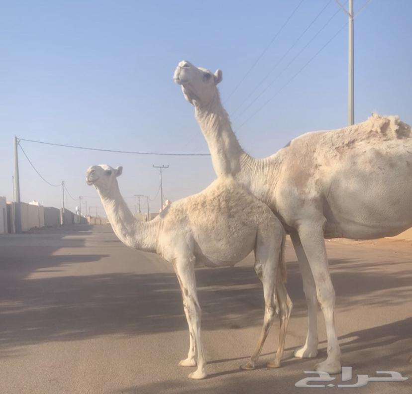 عشراء ثنيه معها بكره تم البيع63719405269635112