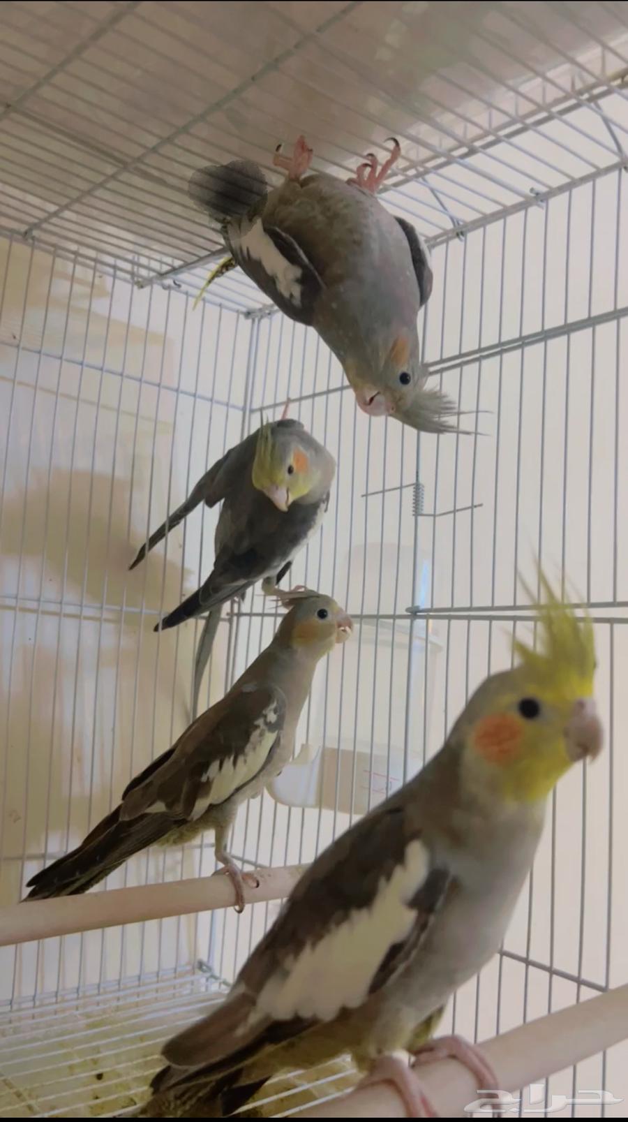 Crows63838830905347111