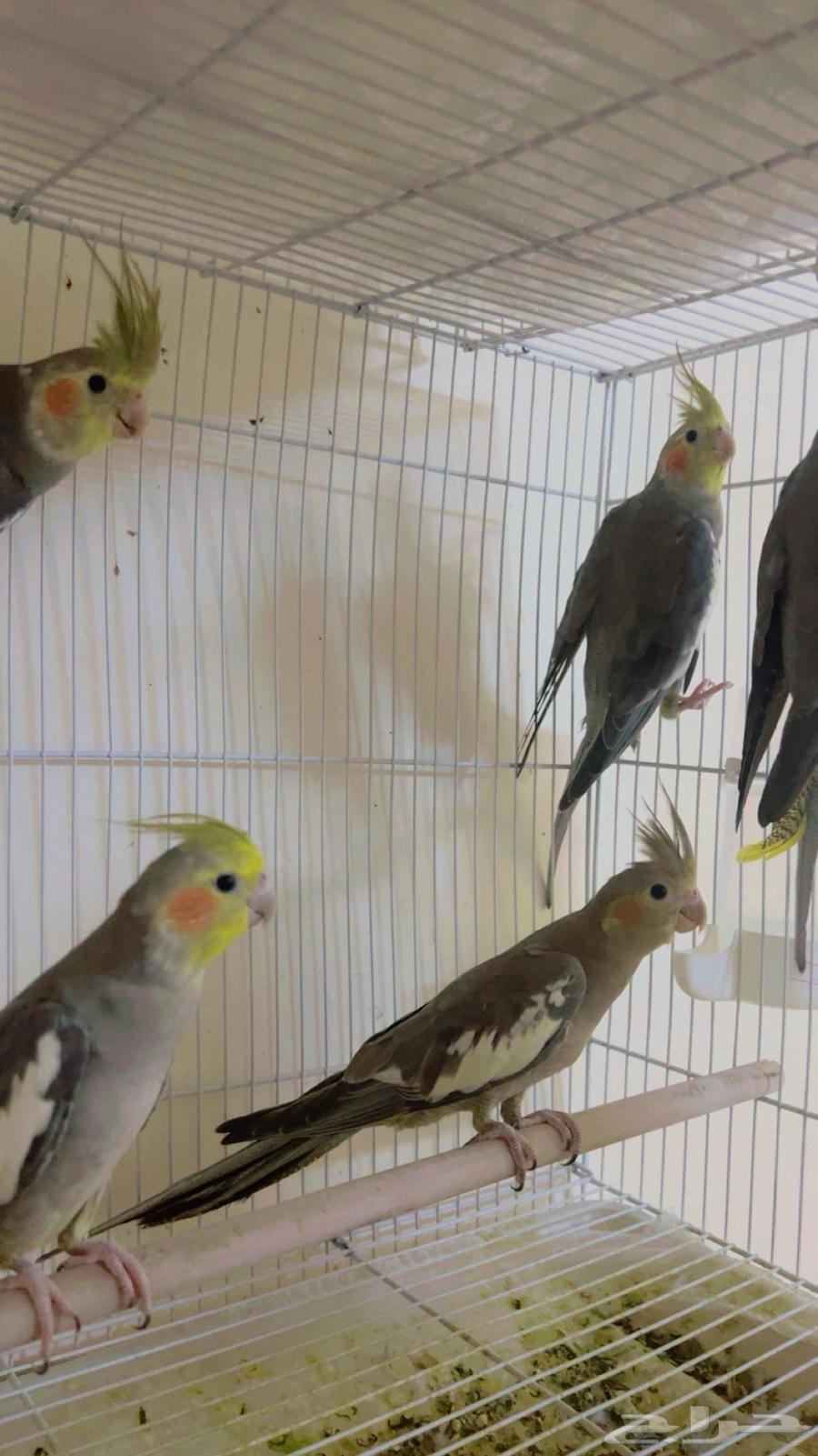 Crows63838830905347110