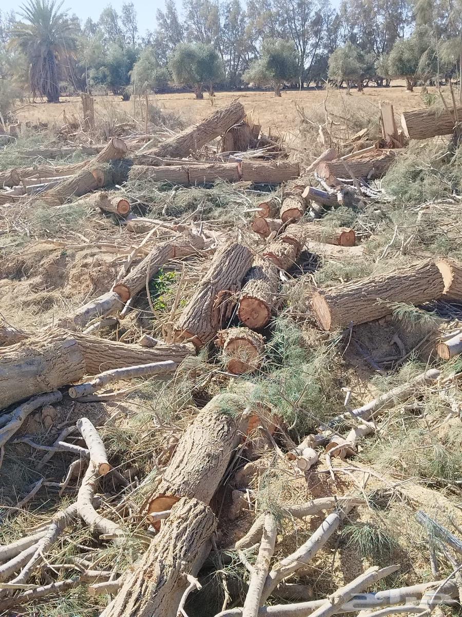 We buy all types of wood, including Marabe', Athl, and boxes from Mekain, and farm cleaning636136628462091119