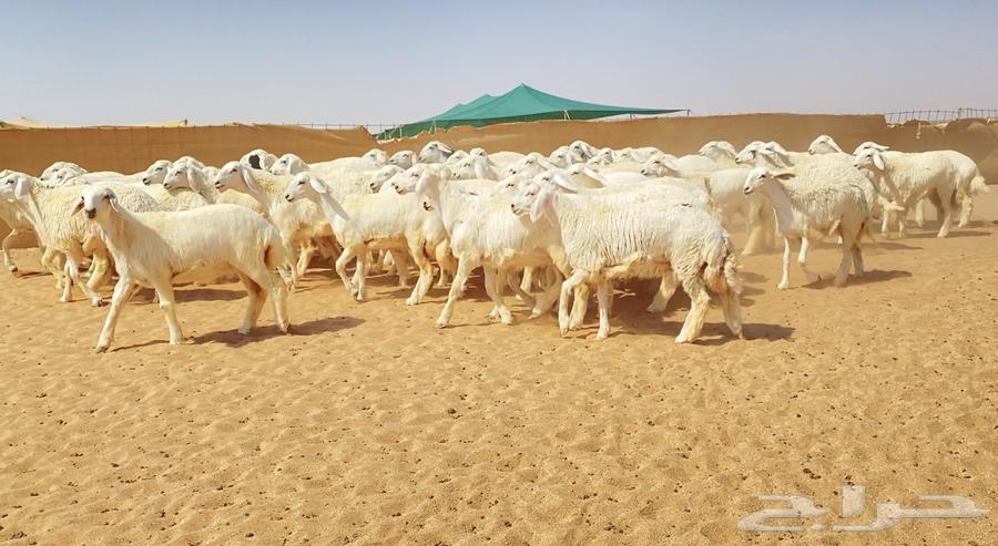 رخال حريات حرش 67 راس ( تم البيع )63833277667713113