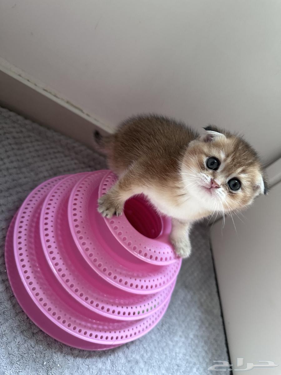 Scottish Fold Kittens for Sale63834665090690113