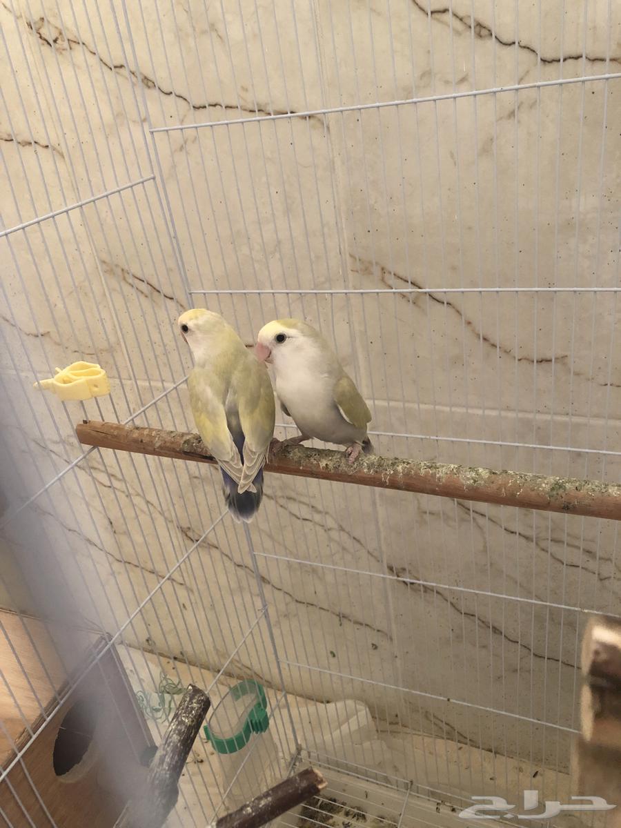 Roseino pair for sale, sale permitted (sold)63832395264386111