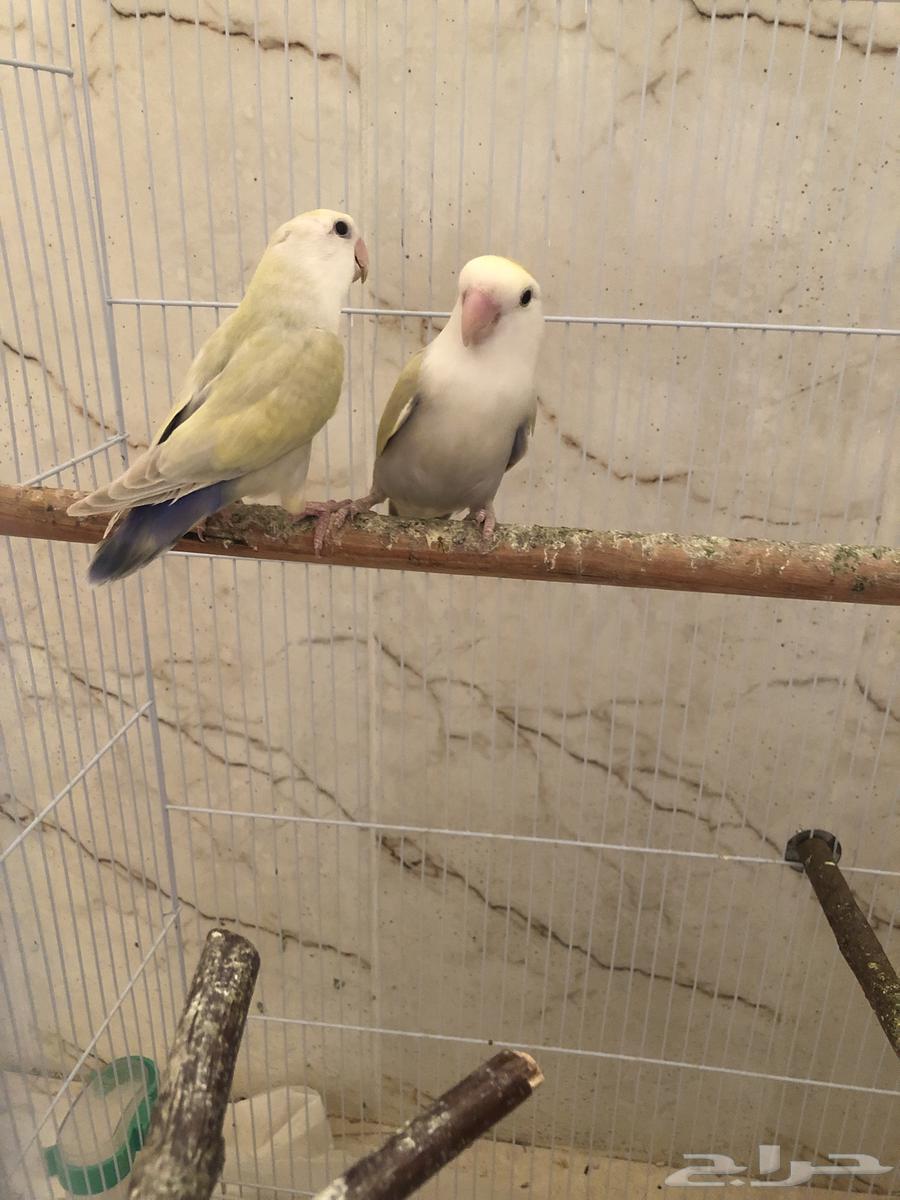Roseino pair for sale, sale permitted (sold)63832395264386110