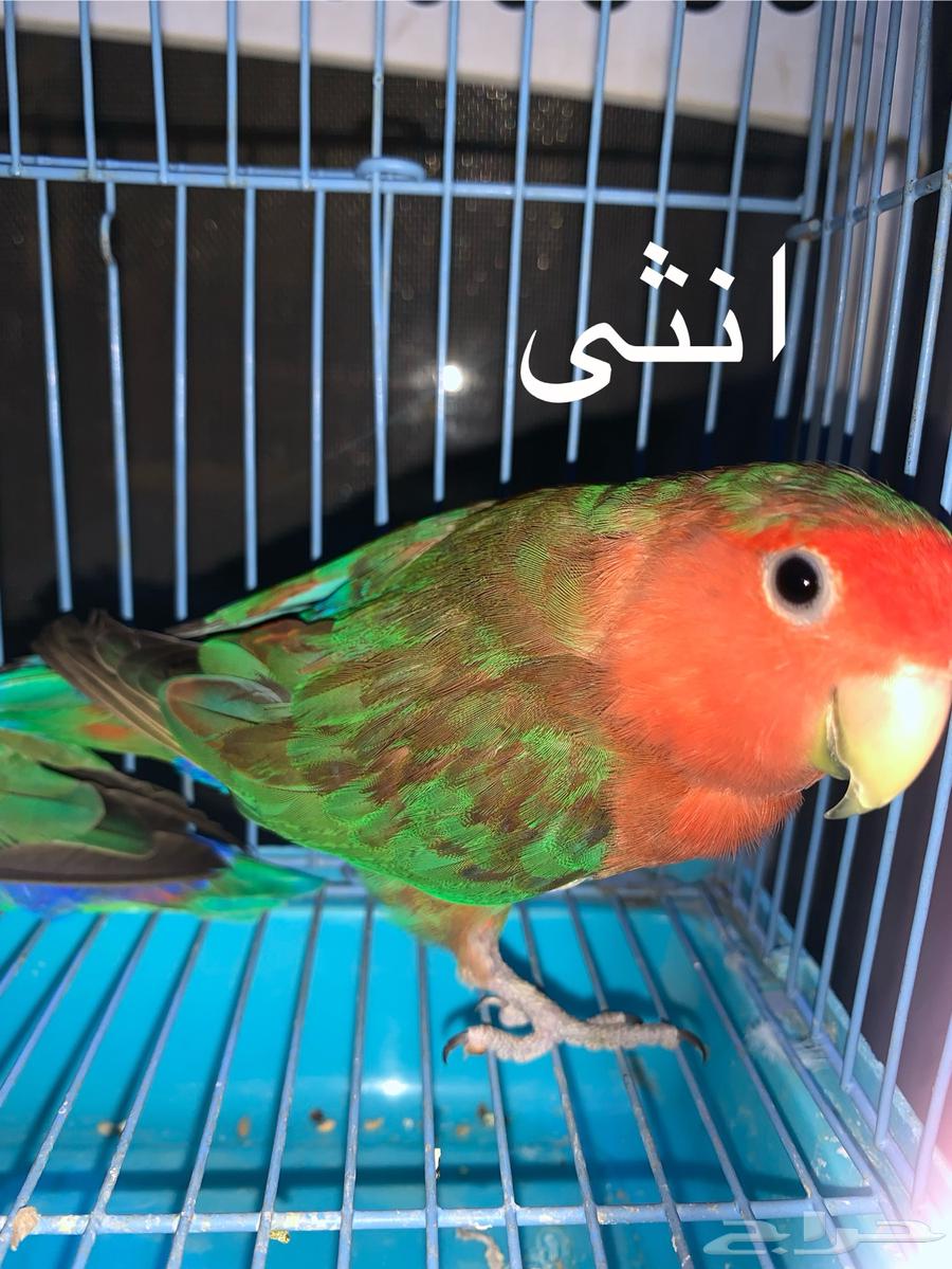 Pomegranate Love Mutation Pair63760105492097113