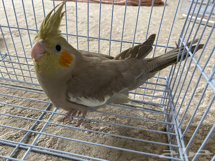 فروخ كروان63618489663746114