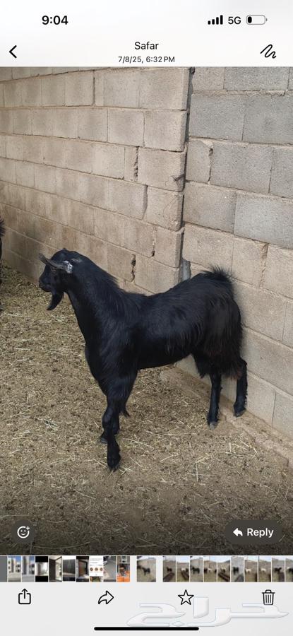 Goat for sale63837050585219114
