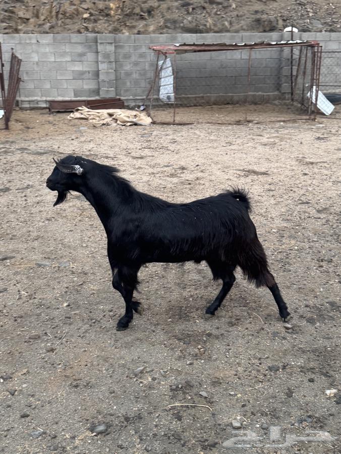Goat for sale63837050585219110