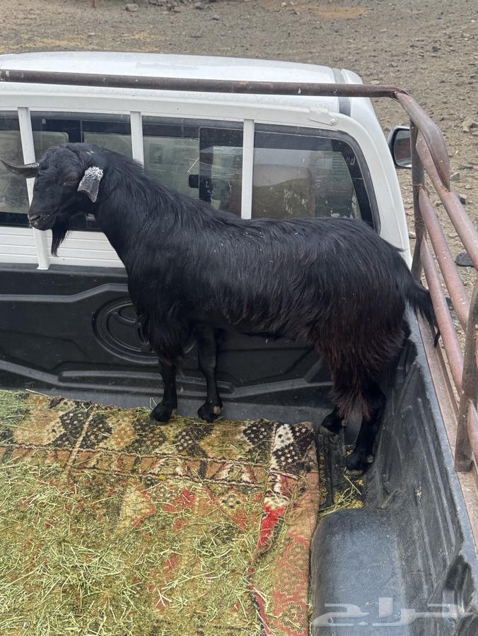 Goat for sale63837050585219111
