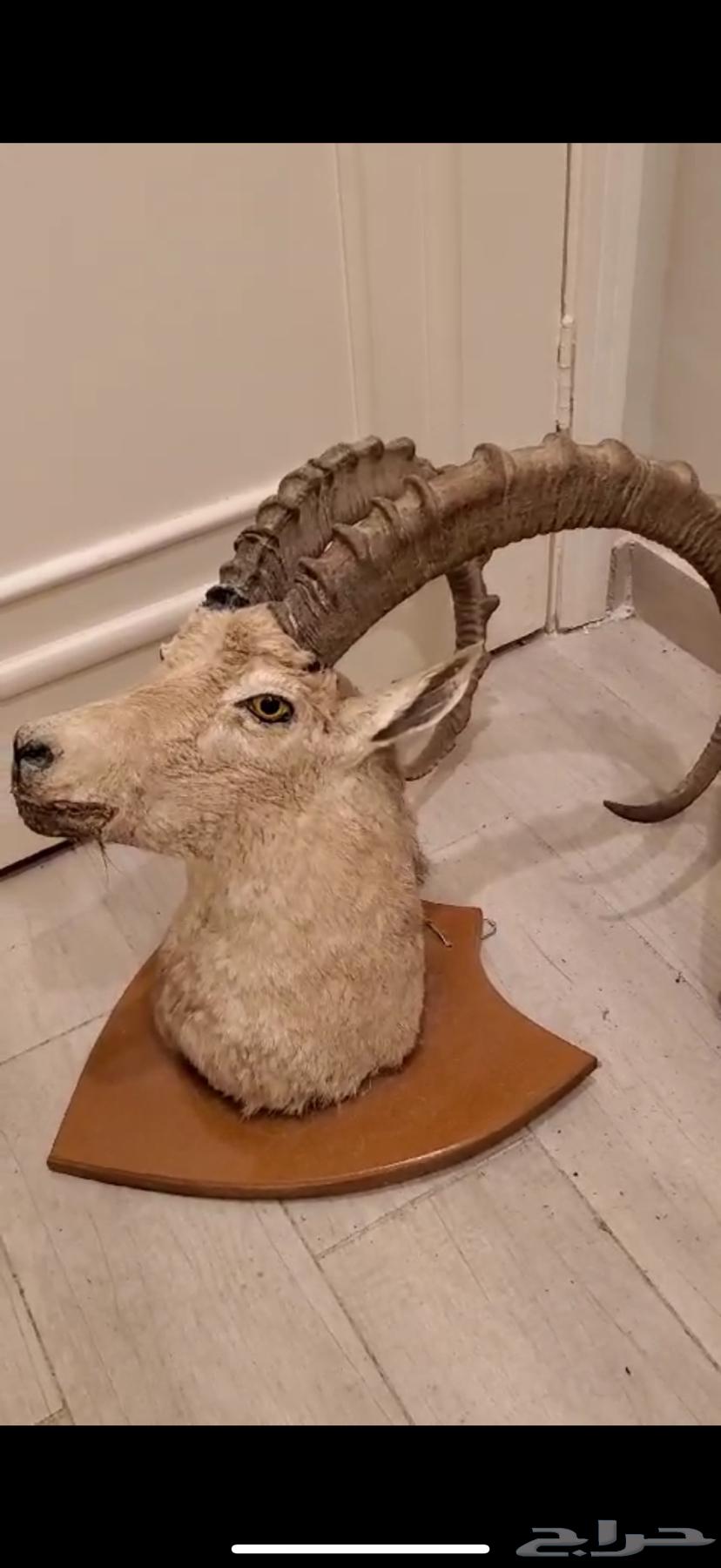 Preserved ibex head63833785441665110