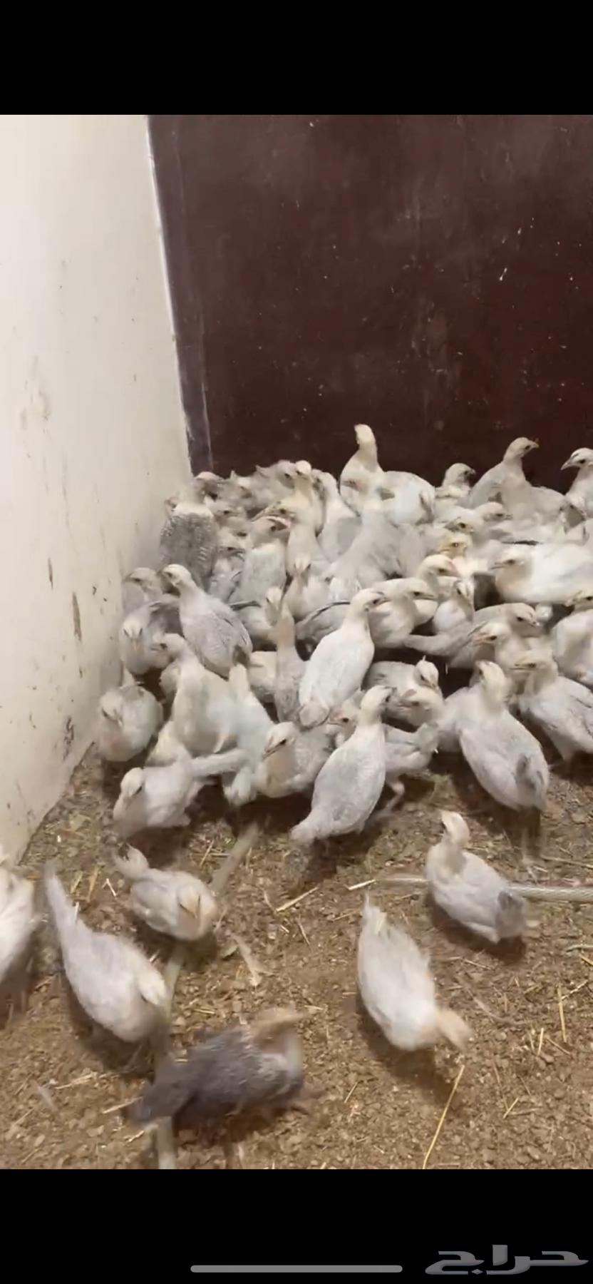 للبيع صوص فيومي عمر شهرين63726369655042111