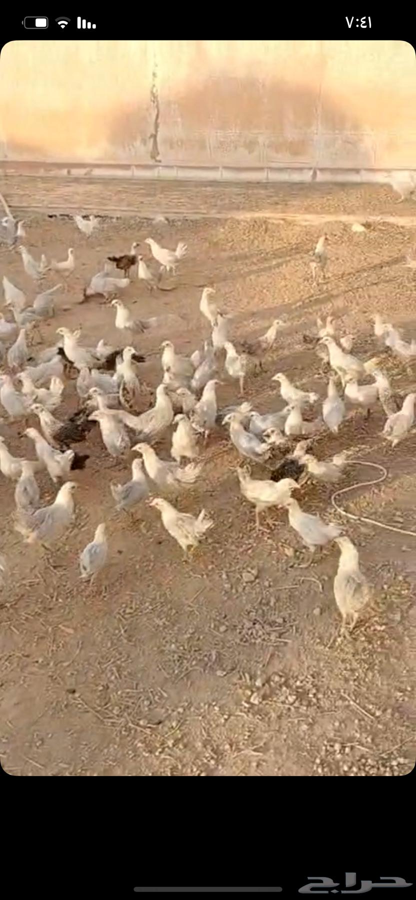للبيع صوص فيومي عمر شهرين63726369655042112