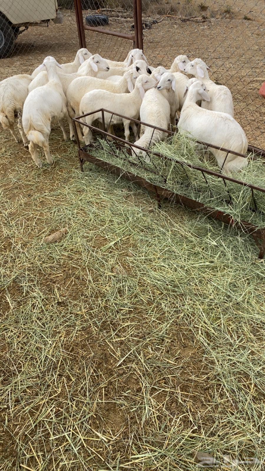 Closed fat sheep63842298969731110