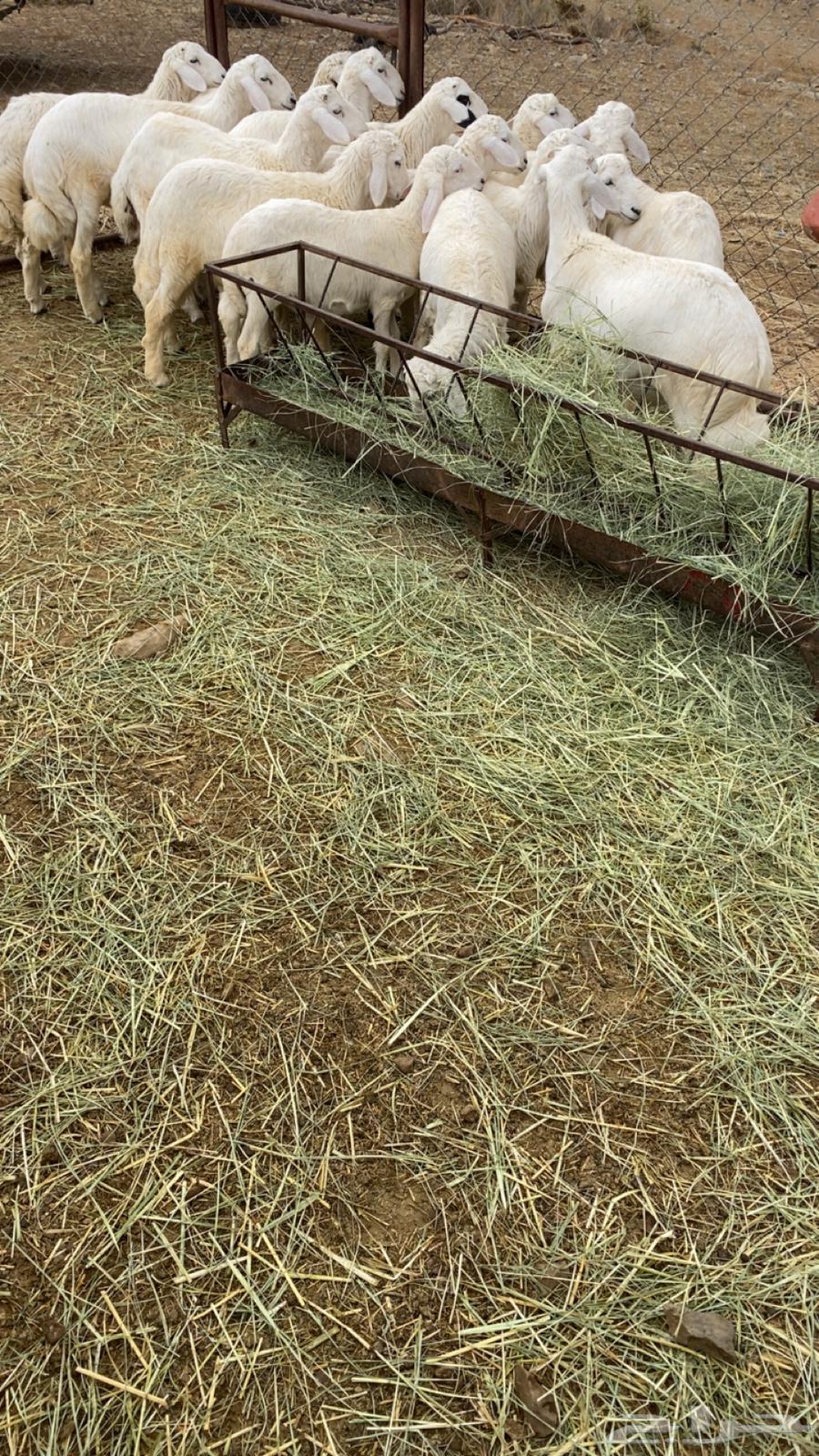 Closed fat sheep63842298969731112