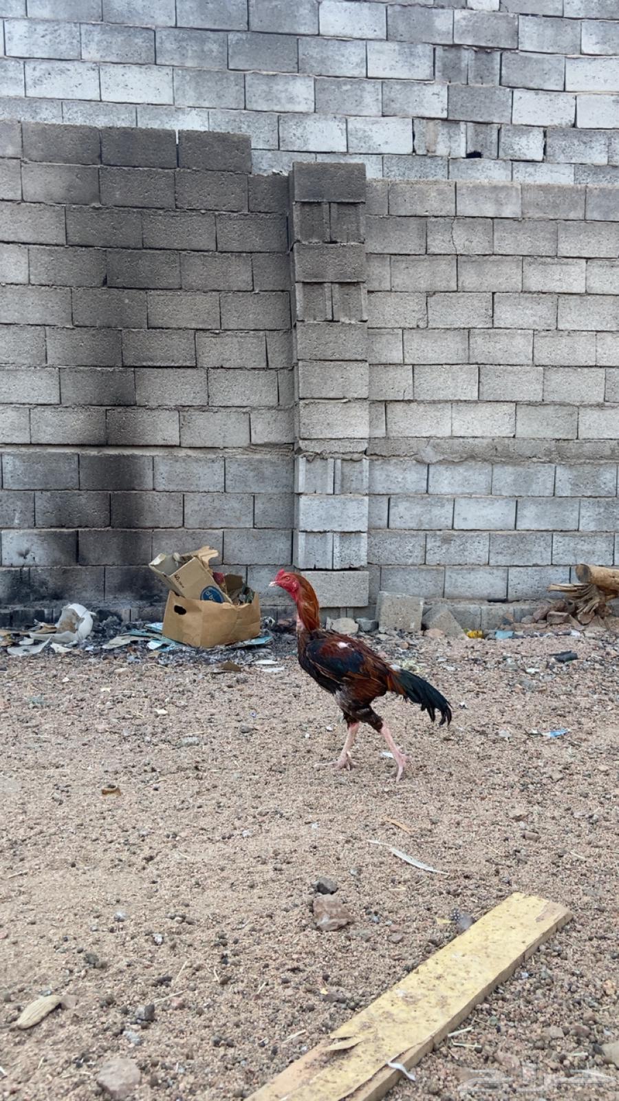 ديك باكستاني احمر صنف الصنف63853760664835112