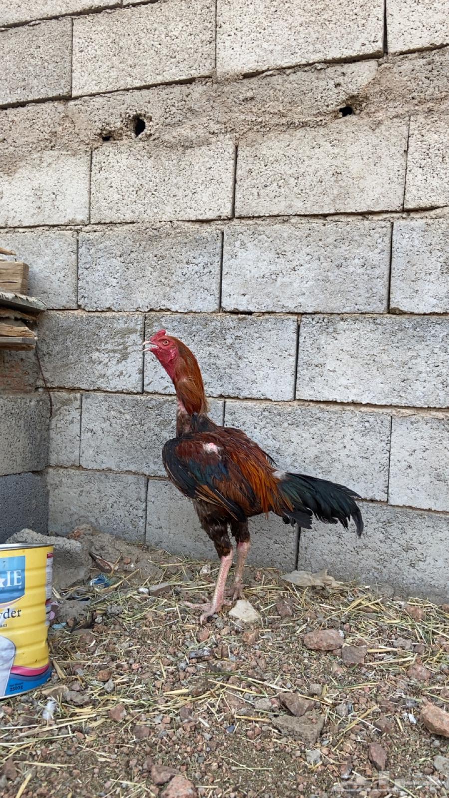 ديك باكستاني احمر صنف الصنف63853760664835110