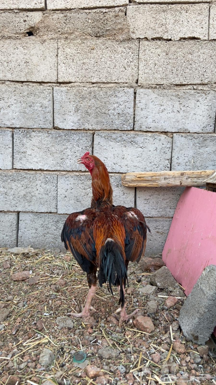 ديك باكستاني احمر صنف الصنف63853760664835114