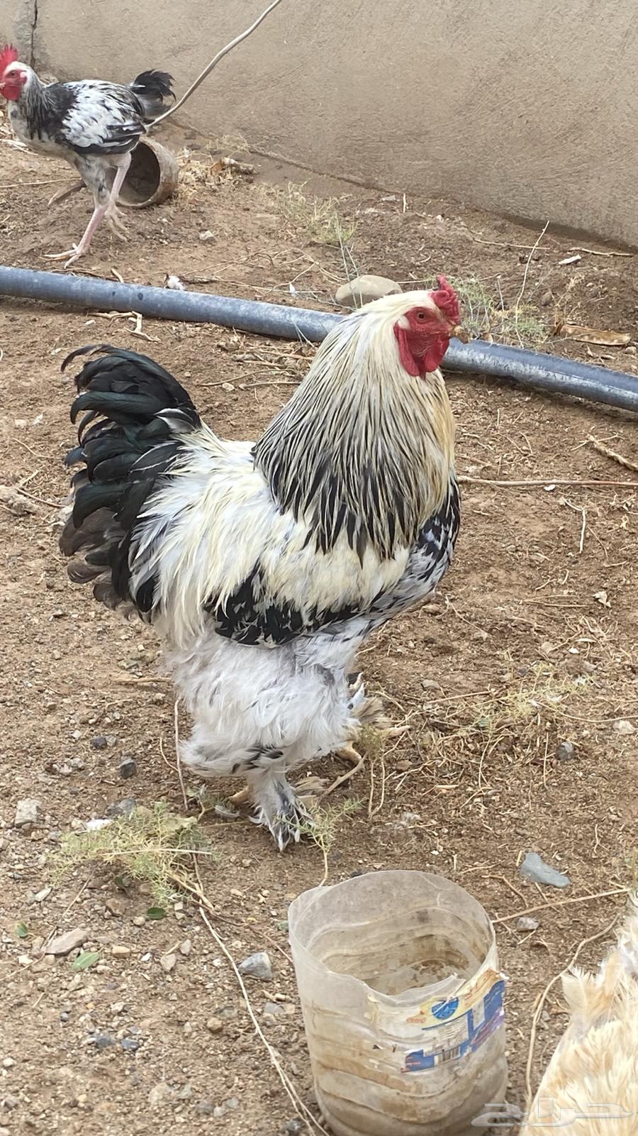 Luxury Brahma Chicken63850628168193110