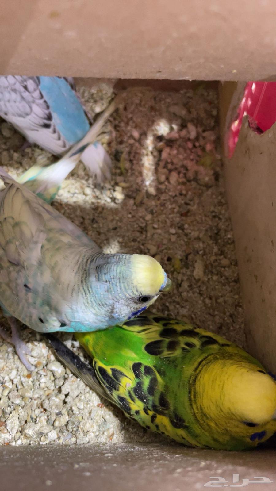زوج بادجي منتج للبيع63707302536066110