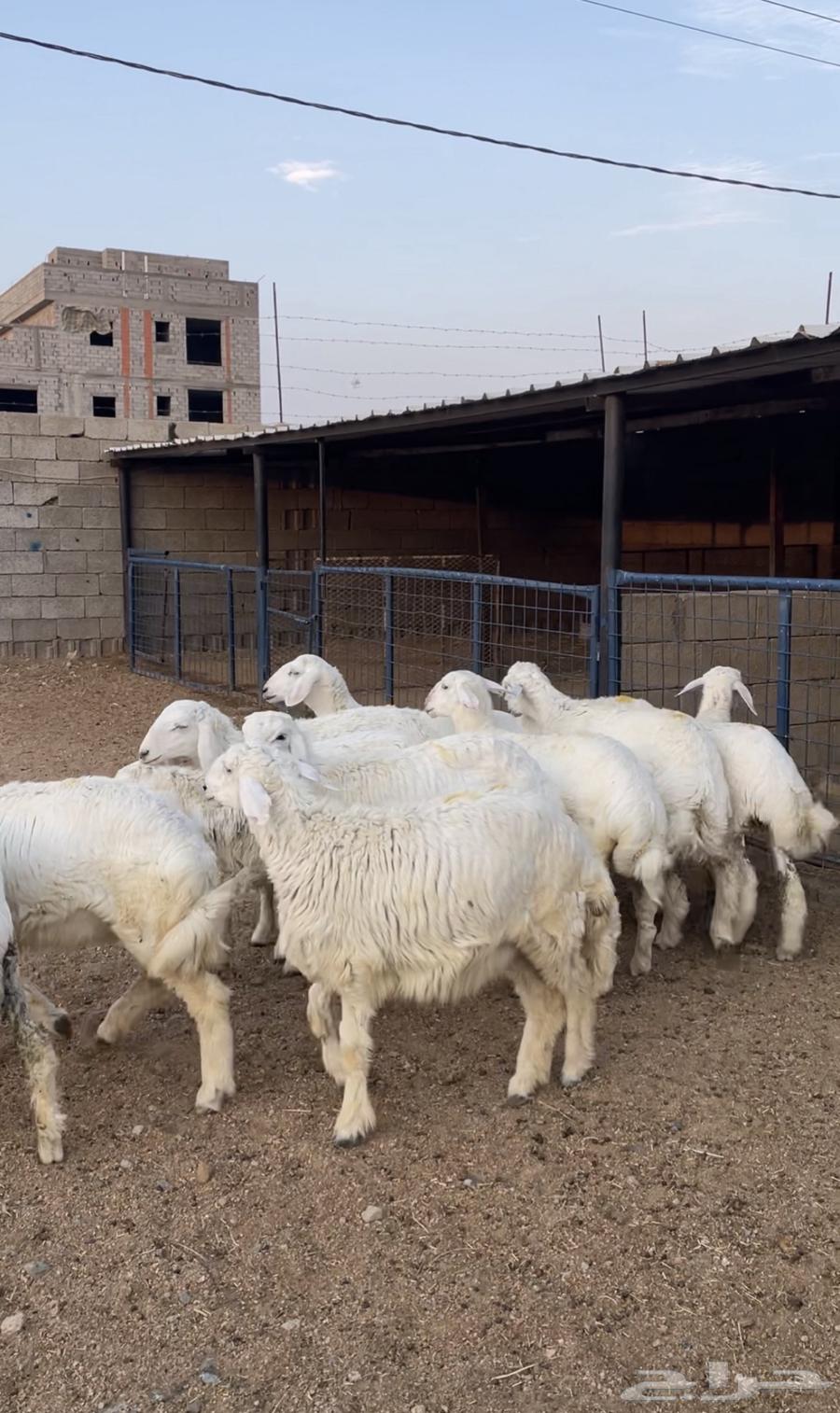 13 Free-range Roosters from Al-Qani and Al-Murbey for Establishing a Farm63856294375939110