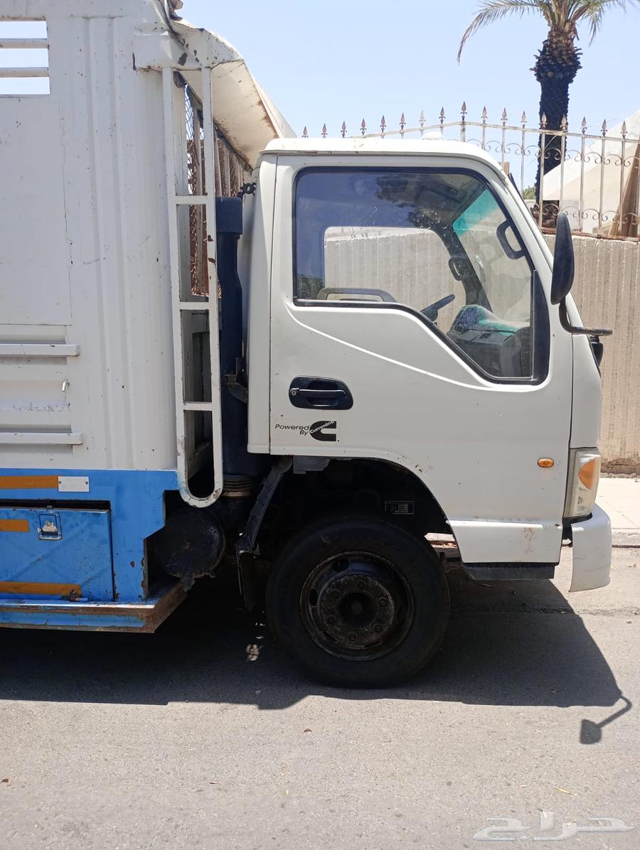 Dina Jack for sale64047385468034113