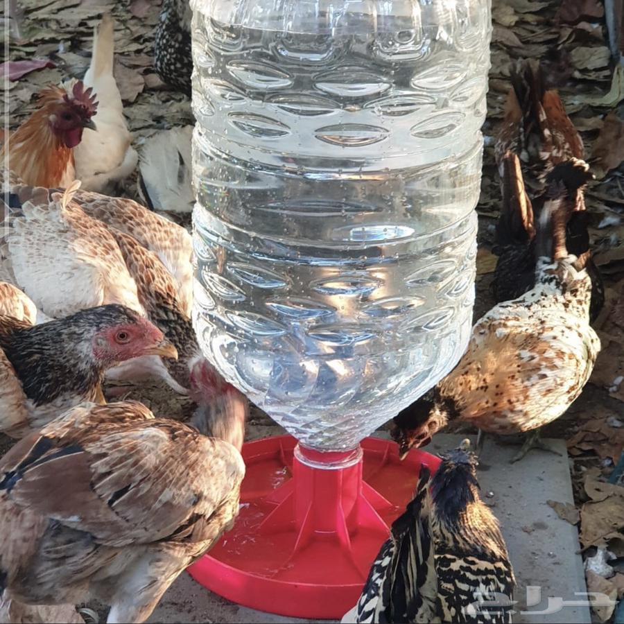 Bird Water Fountains63853650554115113
