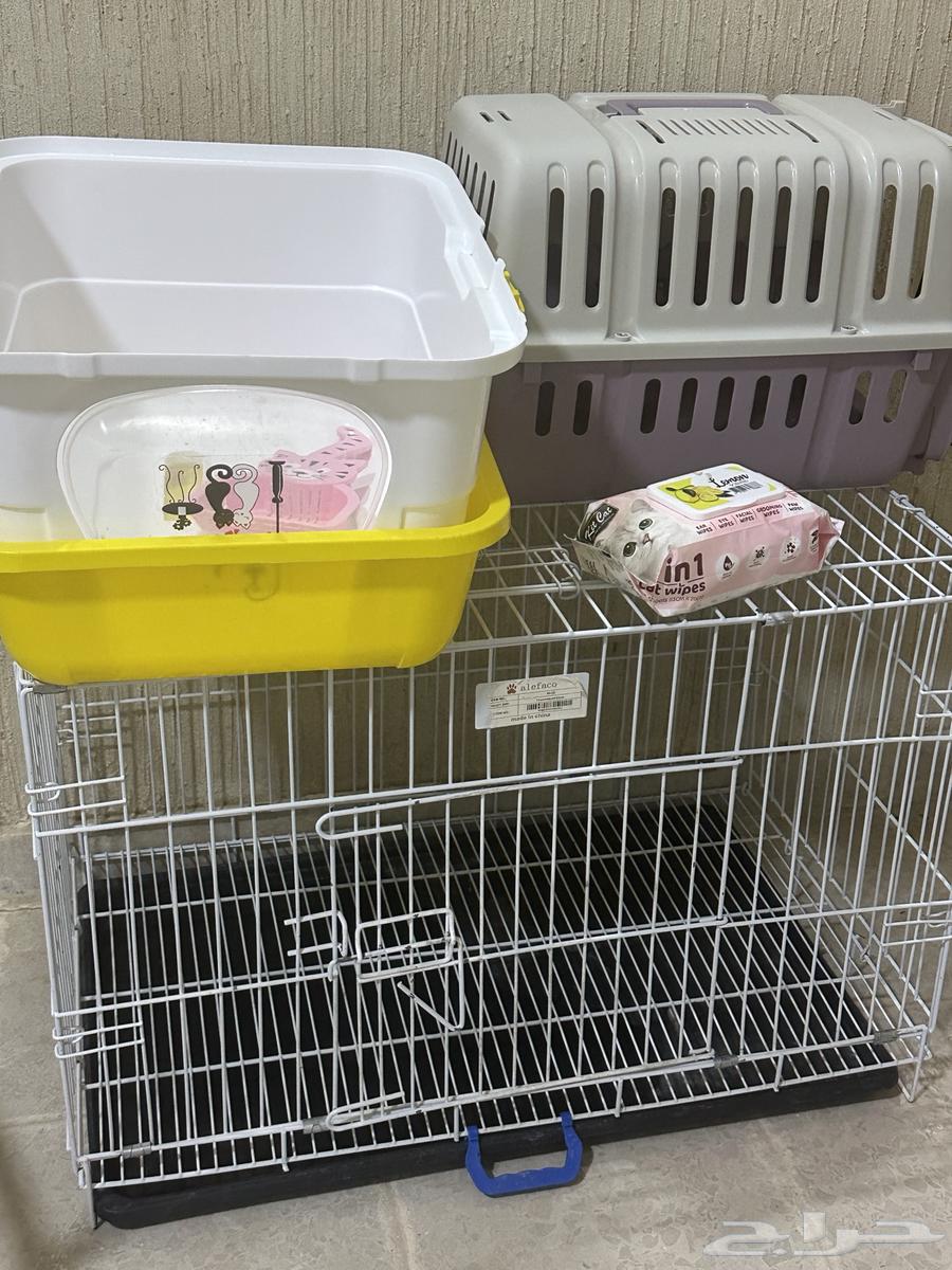 Cat Supplies63842948240002110