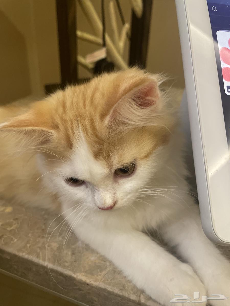 Clean Persian Kitten for Sale63847831885314111