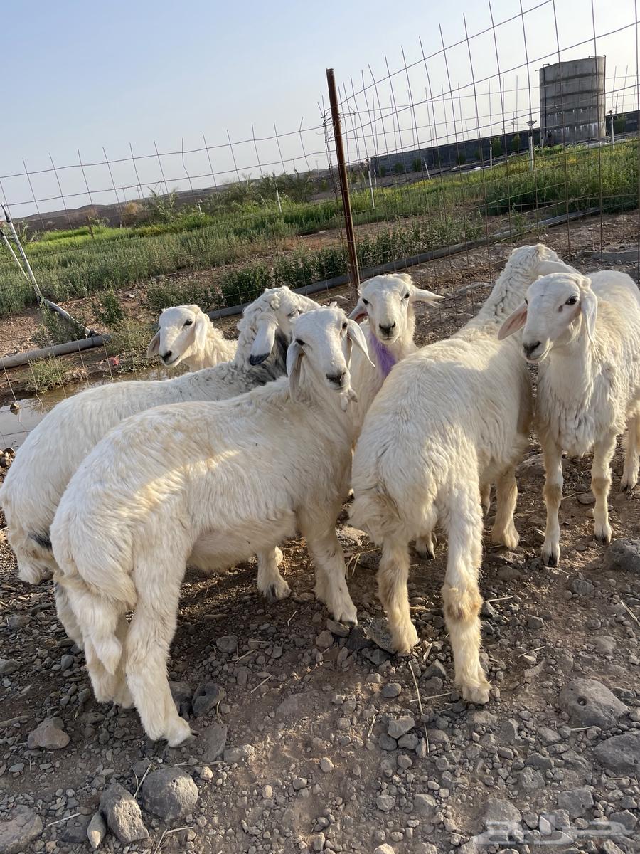 طليان ذبايح مشروطه شحم ونظافه63619061737473111