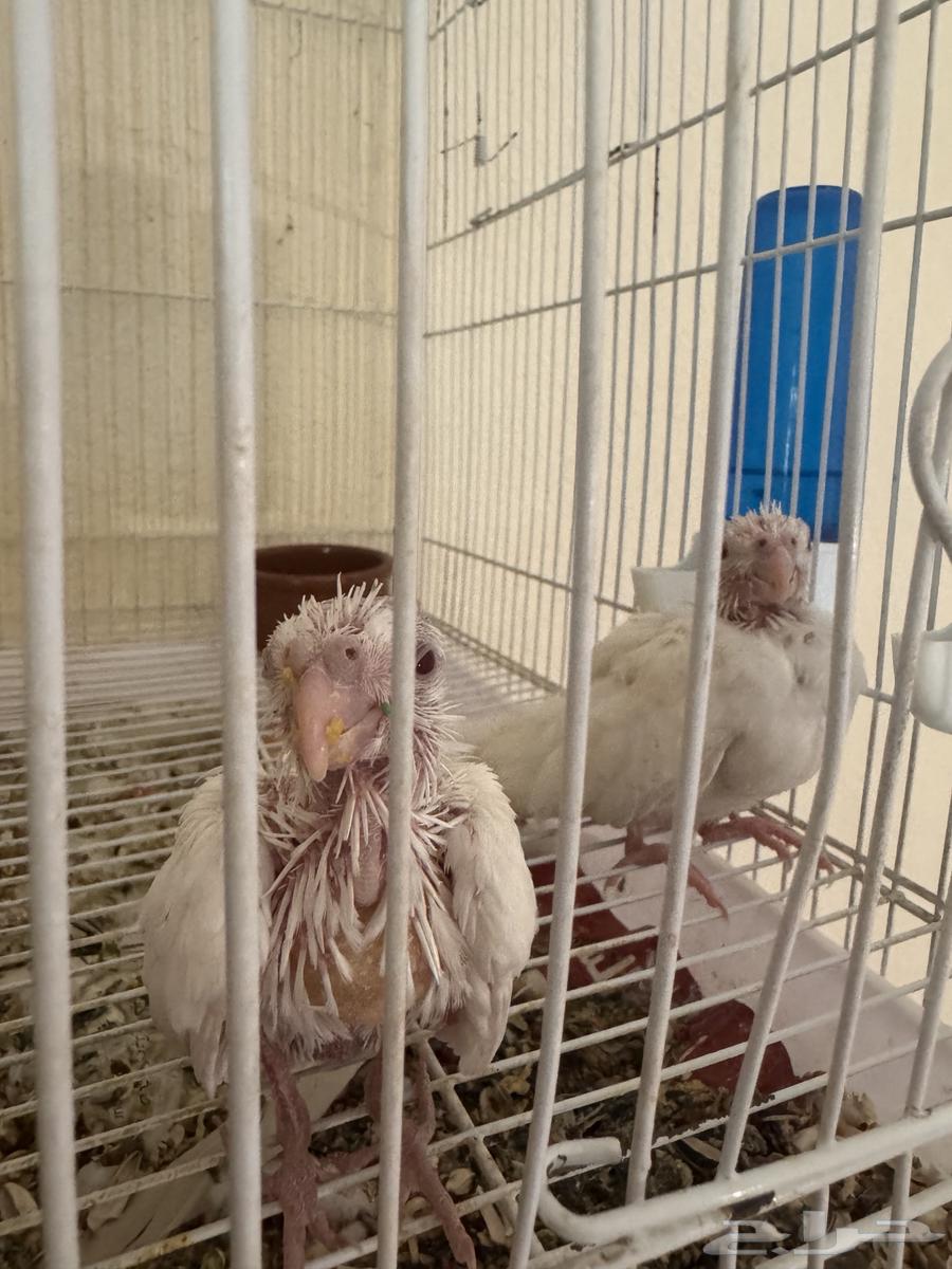 Pineo chicks with red eyes for sale63851784530051110