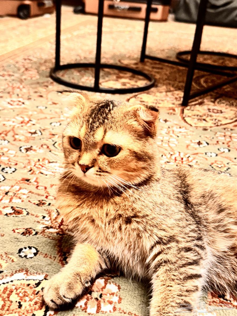 Scottish and Shirazi cats for sale, I'm traveling and forced to sell them63849316467585111