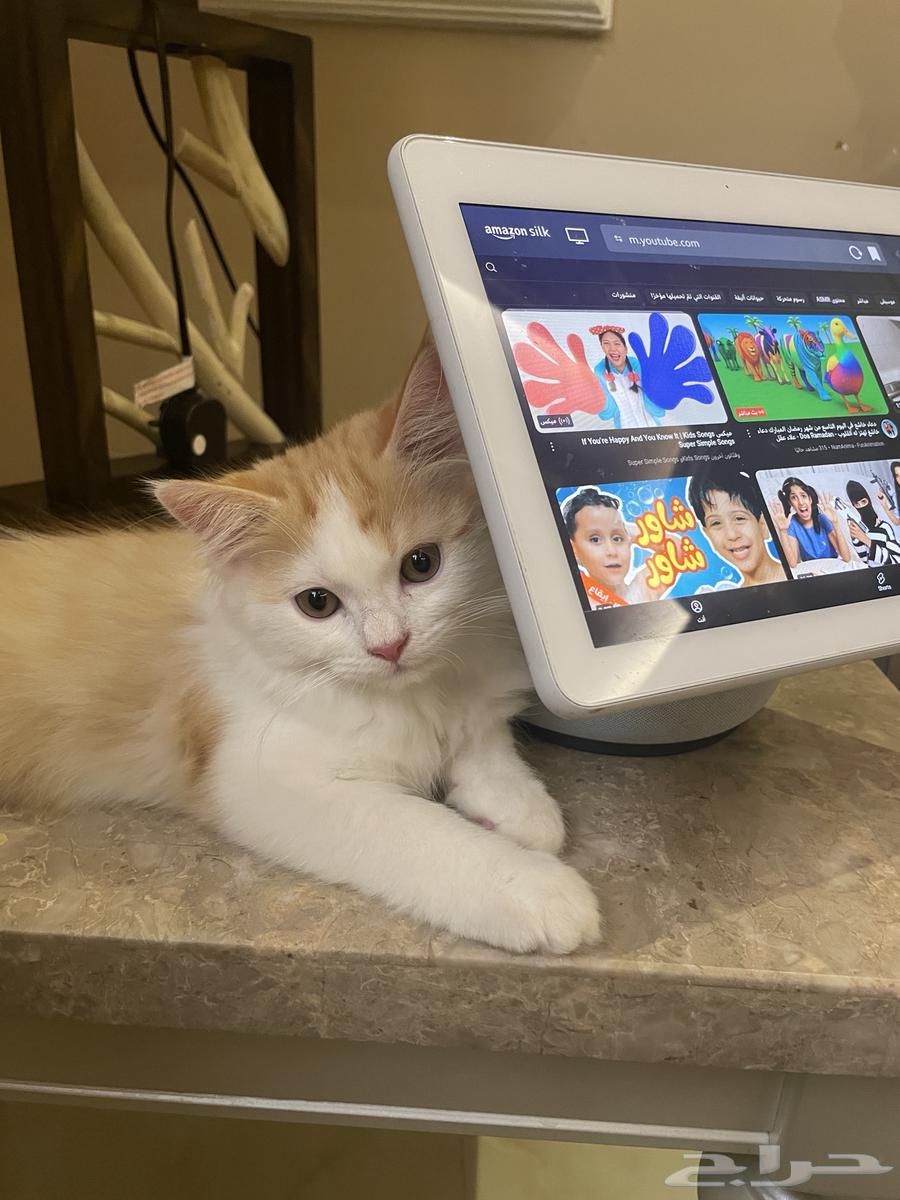 Clean Persian Kitten for Sale63847831885314113