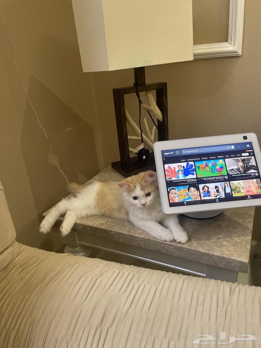 Clean Persian Kitten for Sale63847831885314112