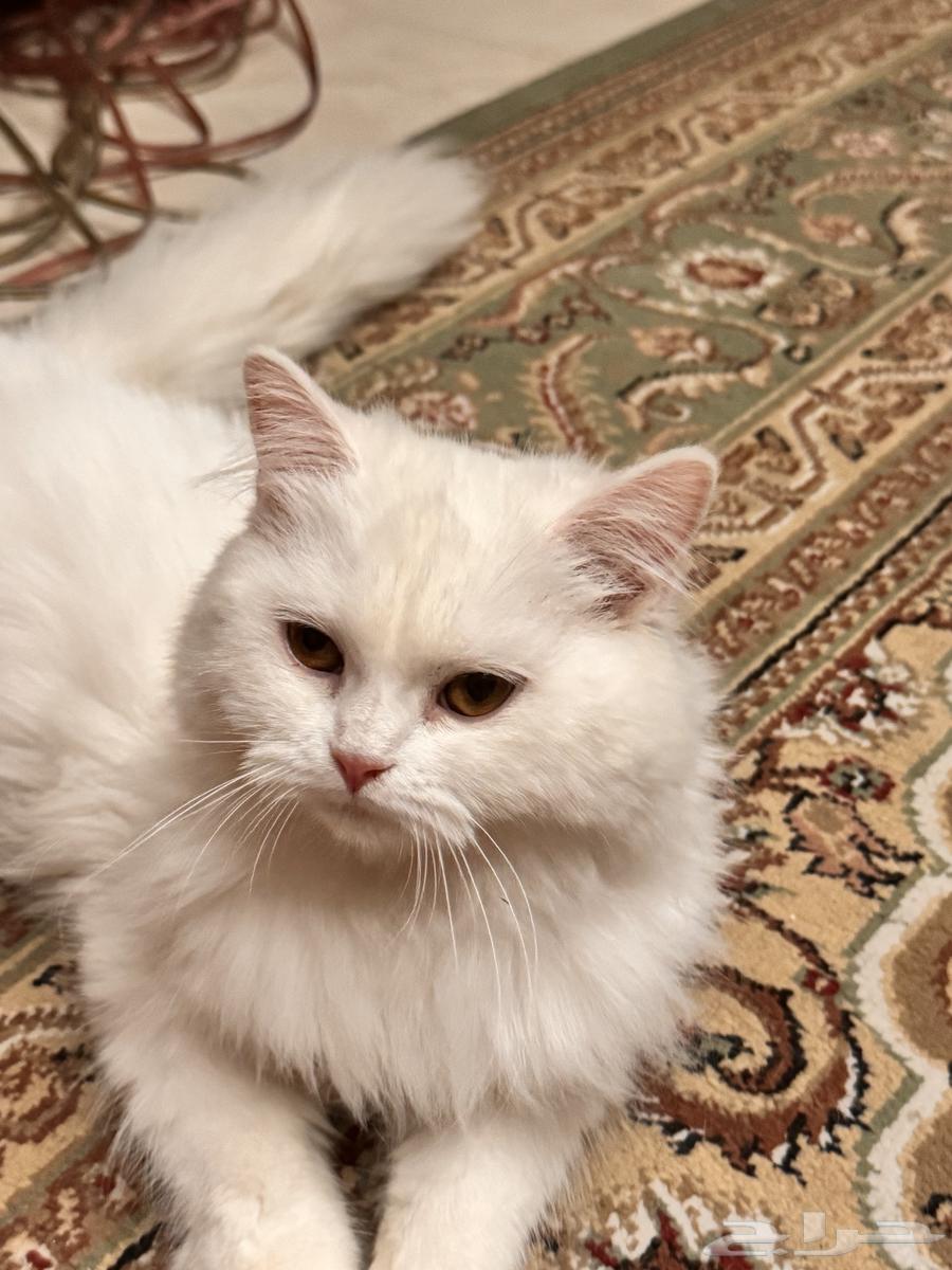 Scottish and Shirazi cats for sale, I'm traveling and forced to sell them63849316467585114