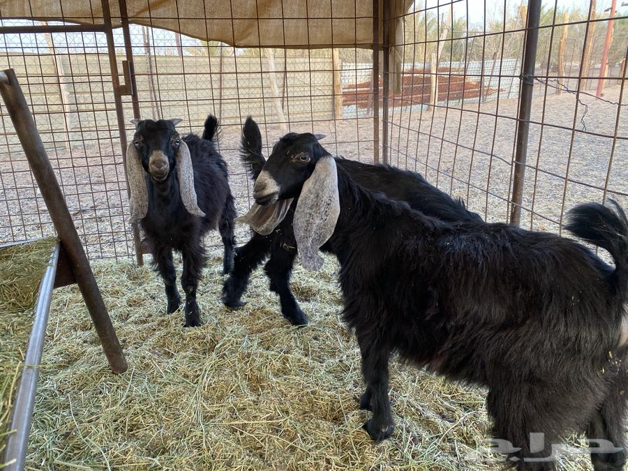 Two goats and a nanny63841314337795112