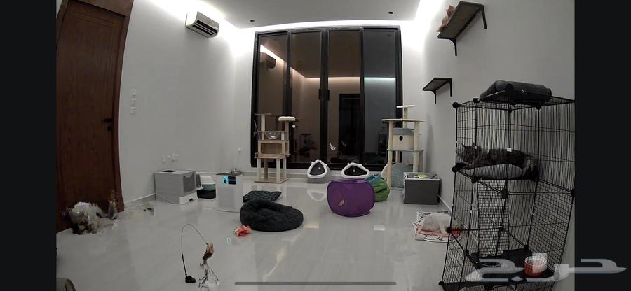 فندقة قطط راقية عروض أسبوعية وأسعار تبدأ من 19 ريال63390740462593111