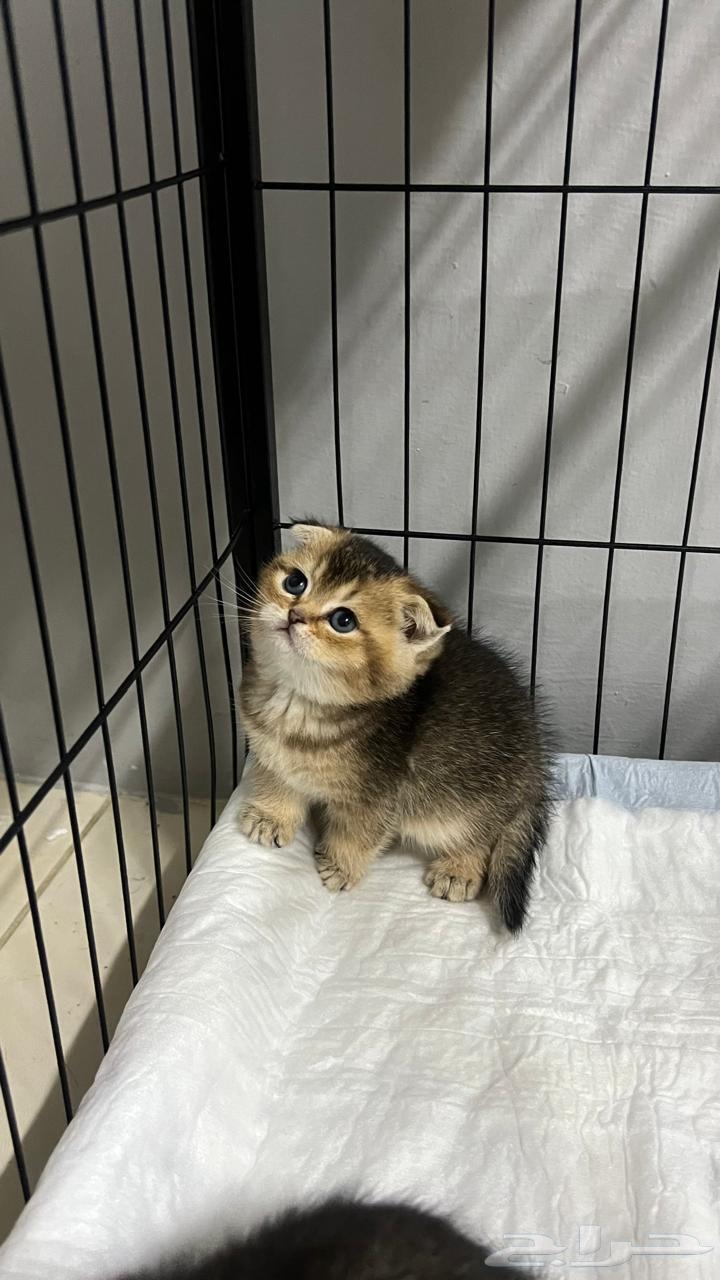 Scottish Fold kittens for sale63655223517314110