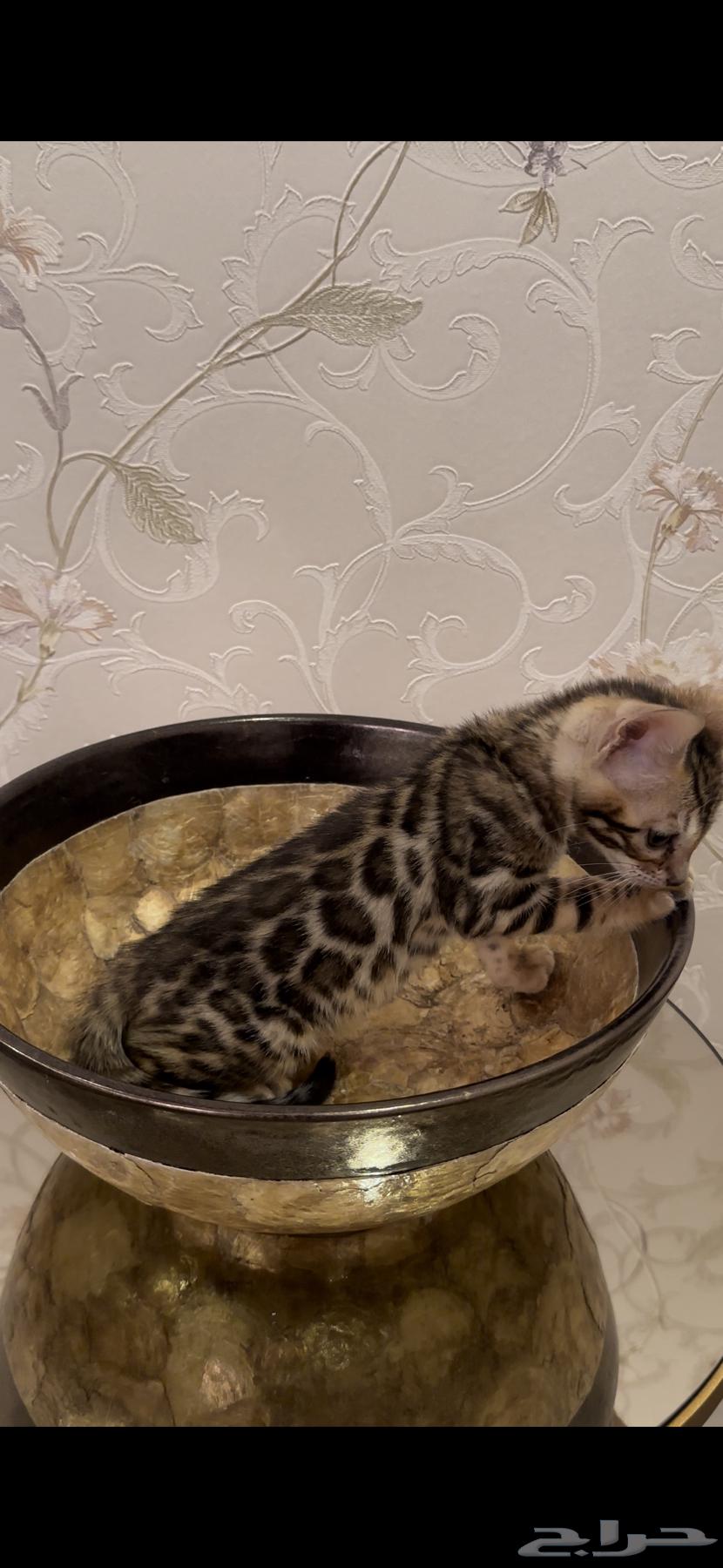 Bengal Cats for Sale, Super High Quality, Masha Allah63856396081665114