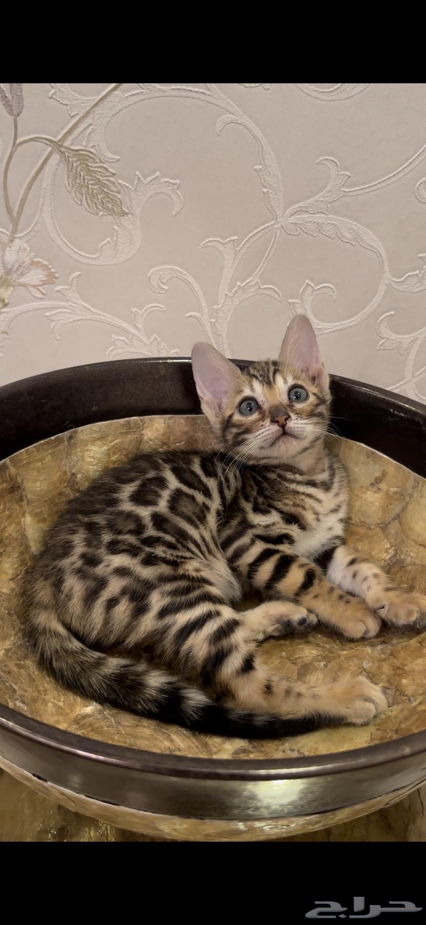 Bengal Cats for Sale, Super High Quality, Masha Allah63856396081665112