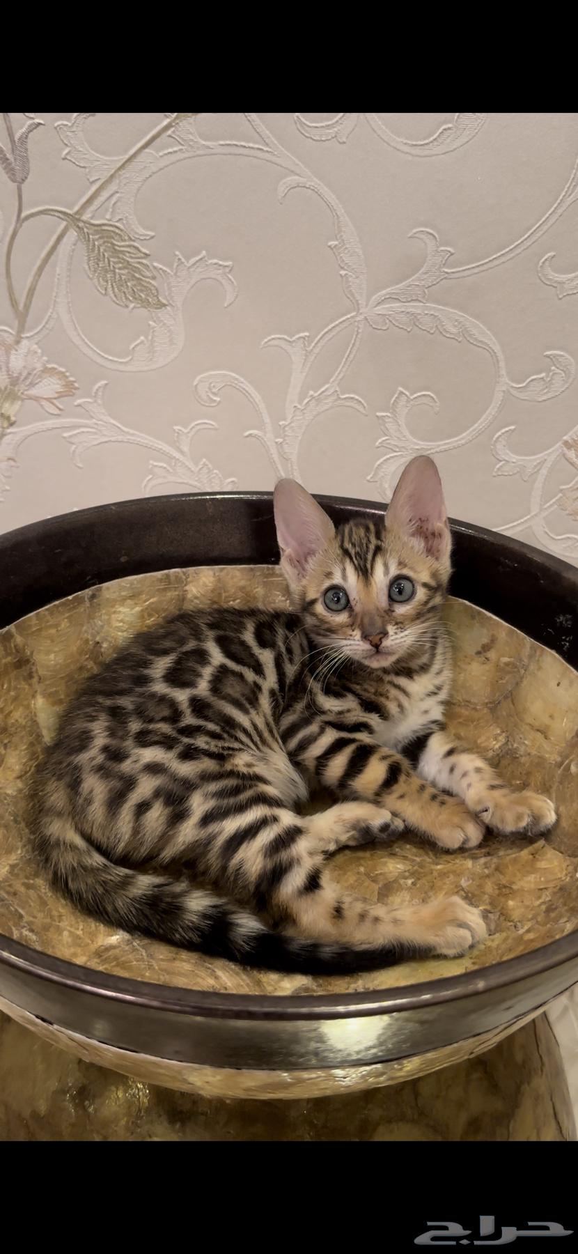 Bengal Cats for Sale, Super High Quality, Masha Allah63856396081665111