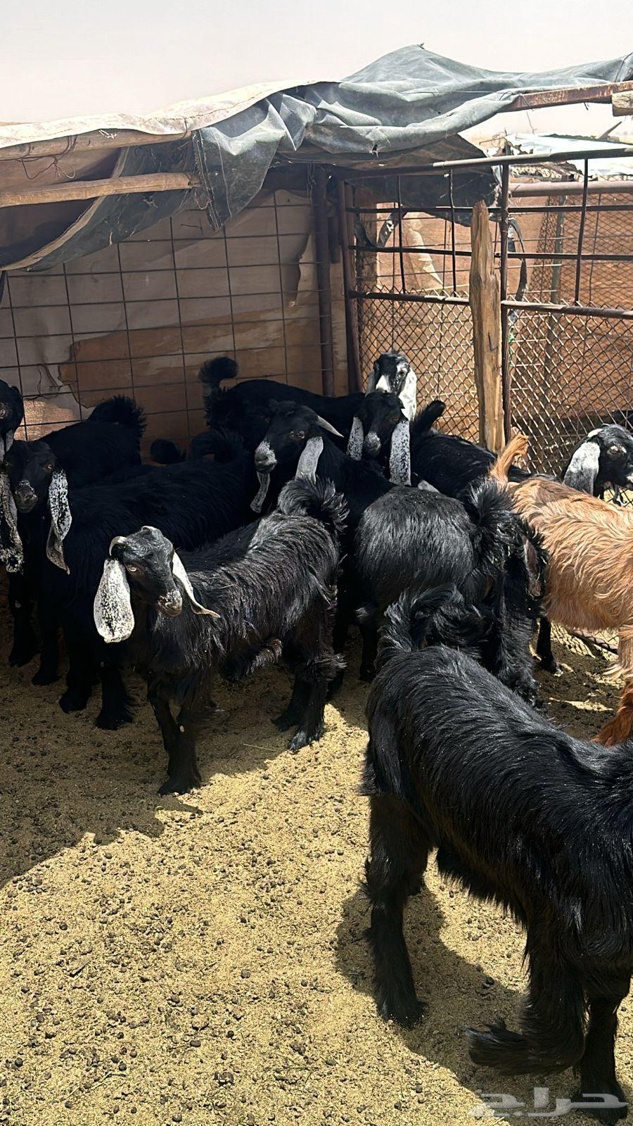 Luxury sheep, goats, and rams for sale63699429399041114